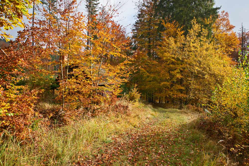  Horké barvy podzimního lesa III