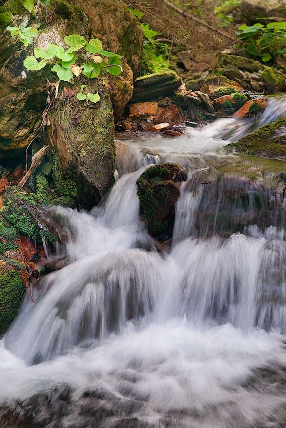 Malý vodopád.  Romantika čisté tekoucí vody, kamenů a svěží zeleně. V tomto parném a suchém létě je to malý zázrak.